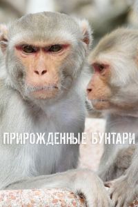 Прирожденные бунтари 1 сезон